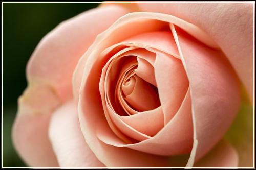 남편정기보험 간편정리  견적 정보보기