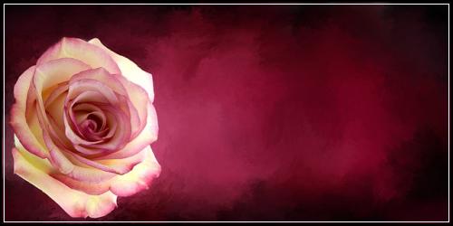 상해보험 확실정보  재해특약 보는법