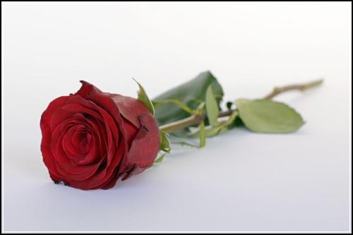자동차 보험료 오르는이유 착한보험료