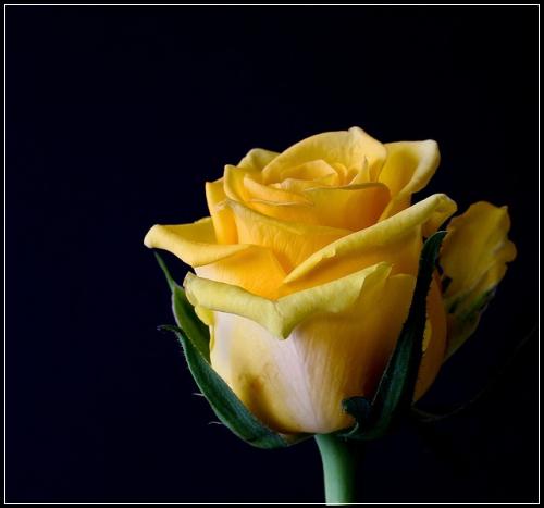 ์ ๋ ดํ๋น๊ฐฑ์ ํ์๋ณดํ ํ์ฉ๋น๋ฒ ์ ํ ๋น๊ต