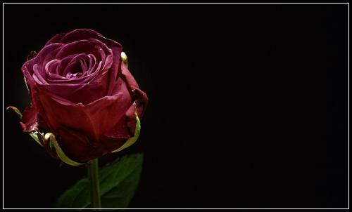 메르츠암보험 둘러보기  똑똑하게