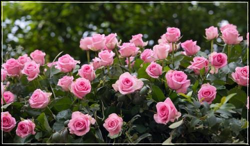 ์กฐ๊ฑด์ด ์๋ฒฝํ ์๋ฉธ์ฑํ์๋ณดํ์ ํต์ฌ์๋ฃ