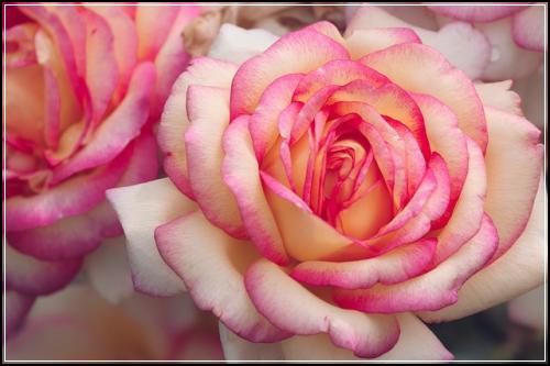 ๋ฉ๋ฆฌ์ธ ์๋ณดํ ์ฃผ๋ชฉํ์ ํญ์๋ฐฉ์ฌ์ ํน์ฝ